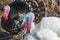 White and black iridescent turkeys on a farm yard on a sunny day, selective focus