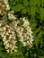 White black locust flowers and green leafs
