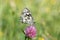 A white-and-black marbled white Melanargia sits on a purple wild clover blossom in front of a brightly shining meadow in the sun