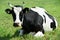 White black milch cow on green grass pasture