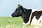 White black milch cow on green grass pasture