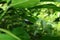 A white and black moth hiding under a green leaf beautiful view between tree leaves in the foreground