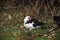 White and black muscovy duck along Petteplas in Waddinxveen