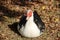 White and black muscovy duck along Petteplas in Waddinxveen