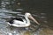 White and black pelican swimming in the lake