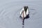 White and black pelican swimming in the lake