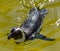 A White and Black Penguin swimming