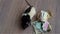 White and black rat walks around coins and banknotes