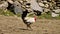 A white and black rooster searching for grains