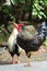 White and black roosters standing around in St. George\'s Grenada