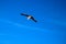 A white and black seagull in flight with a gorgeous clear blue sky at Marina Park Beach in Ventura California