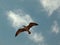 White and black seagull flying in the sky with some clouds - perfect for background