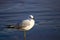 A white and black seagull with yellow legs standing in the rippling blue ocean water at Malibu Lagoon