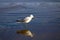 A white and black seagull with yellow legs standing in the rippling blue ocean water at Malibu Lagoon
