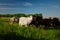 White and black sheep eating grass. Domestic animals on sheepfold.