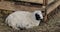 A white black sheep lies on the ground on the farm territory.