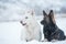 White and black sheepdogs in winter