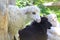 White and black sheeps in a meadow on green grass. Petting zoo concept