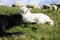 White and black sleeping lambs.