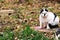 white with black spots cat in autumn day on green the grass among yellow of leaves and debris. concept of animals living in