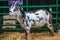 A white and black spotted goat in Phoenix, Arizona