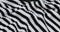 White, black striped woven fabric.