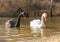 White and black swans