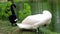 White and black swans clean their feathers with their beaks, wildlife