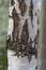 White-black texture of birch trunk