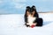 white and black tricolor shetland sheepdog, sheltie lies on icy, snowy seaside beach