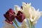 White and black tulips