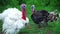 White and black turkeys give voice, turkeys make sounds, bird song. Live beautiful turkey. Turkey for the holiday