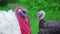 White and black turkeys shakes their head at the bird`s yard. Live beautiful turkey. Turkey for the holiday