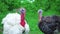 White and black turkeys simultaneously give voice, turkeys make sounds, bird song. Live beautiful turkey. Turkey for the