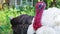 White and black turkeys walk around the bird`s yard. Live beautiful turkey. Turkey for the holiday