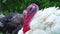 White and black turkeys walk around the bird`s yard. Live beautiful turkey. Turkey for the holiday