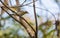 White and Black Warbler on a branch