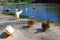 White and black wild crested ducks