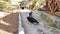 White and black wild ducks walk in the zoo enclosure