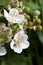 White Blackberry Blossoms