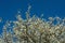 White Blackthorn blossom against a clear blue sky