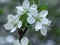 White blackthorn flower, Prunus spinosa, on a tree branch