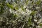 White blackthorn flowers