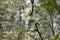 White blackthorn flowers
