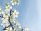 White blackthorn flowers