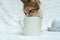 A white blank mug becomes the source of endless fun for this playful cat in this heartwarming image