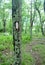 A white blaze trail marker on a tree along the Appalachian Trail in the Shenandoah National Park, Virginia