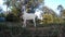 White bleating goatling on chain at the pasture. Ukraine, Podillya, Khmelnytskyi