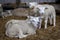 White bleating lamb, yeanling,  amidst more lambs lying in the straw in a stable