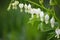 White Bleeding Heart Flowers